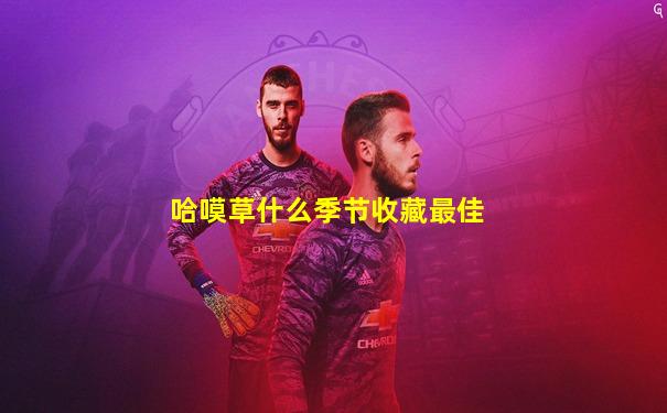 哈嗼草什么季节收藏最佳